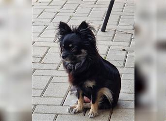 Joker sucht Dich Chihuahua LH mit AT