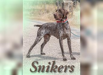 Snikers, der Traumhund aus dem Süden