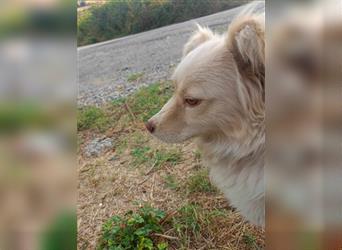 Rocky - Kleiner Hund sucht großes Herz