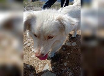 Rocky - Kleiner Hund sucht großes Herz