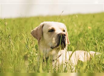 Wir erwarten Labrakita Welpen!