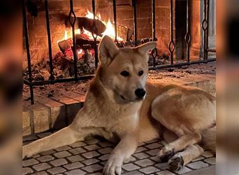 Wir erwarten Labrakita Welpen!