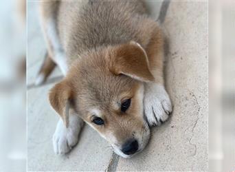 Unsere Labrakita Welpen sind da!