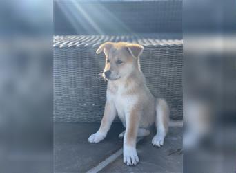 Unsere Labrakita Welpen sind da!