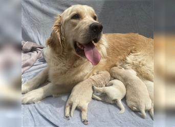 Wunderschöne Golden Retriever Welpen zu verkaufen Abgabe frühestens ab 17.07