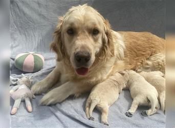 Wunderschöne Golden Retriever Welpen zu verkaufen Abgabe frühestens ab 17.07