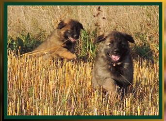 Langstockhaar Deutscher Schäferhund