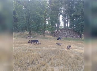 Langstockhaar Deutscher Schäferhund