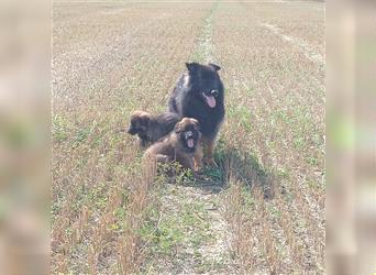 Langstockhaar Deutscher Schäferhund