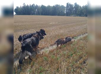 Langstockhaar Deutscher Schäferhund