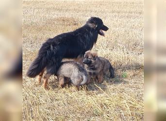 Langstockhaar Deutscher Schäferhund