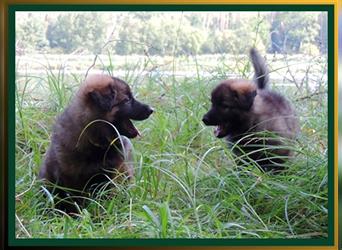 Langstockhaar Deutscher Schäferhund