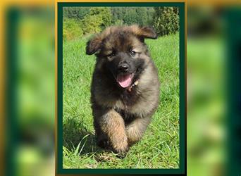 Langstockhaar Deutscher Schäferhund