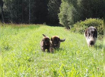 Langstockhaar Deutscher Schäferhund