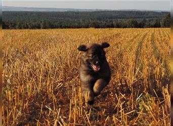 Langstockhaar Deutscher Schäferhund