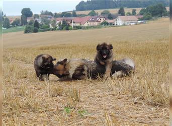 Langstockhaar Deutscher Schäferhund