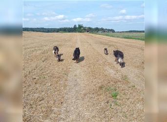 Langstockhaar Deutscher Schäferhund