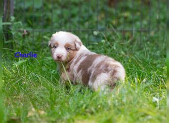 Zuckersüße Australian Shepherd Welpen