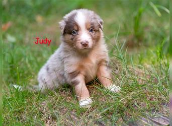 Zuckersüße Australian Shepherd Welpen