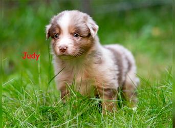 Zuckersüße Australian Shepherd Welpen