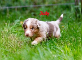 Zuckersüße Australian Shepherd Welpen