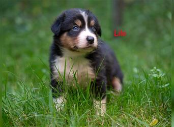 Zuckersüße Australian Shepherd Welpen