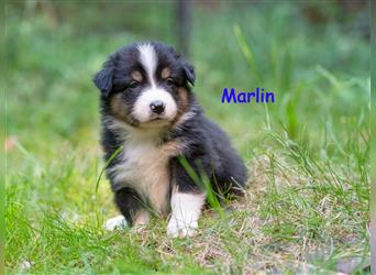 Zuckersüße Australian Shepherd Welpen