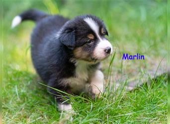 Zuckersüße Australian Shepherd Welpen