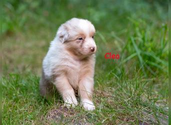 Zuckersüße Australian Shepherd Welpen