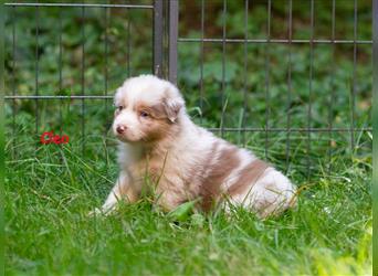 Zuckersüße Australian Shepherd Welpen