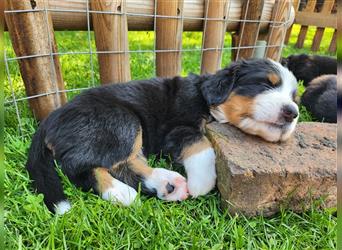 Berner Sennenhund Welpen 