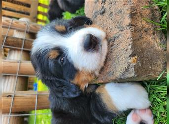 Berner Sennenhund Welpen 