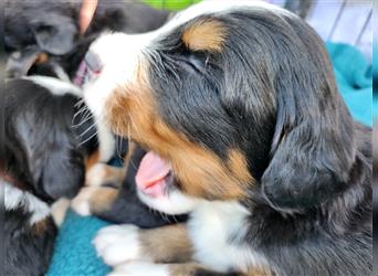 Berner Sennenhund Welpen 