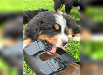 Berner Sennenhund Welpen 