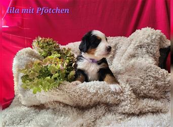 Berner Sennenhund Welpen 