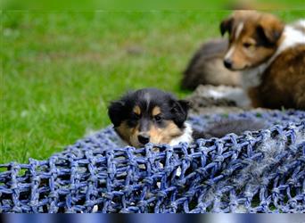 Familienfreundliche amerikanische Collies