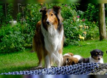 Familienfreundliche amerikanische Collies