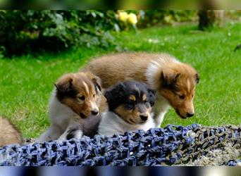 Familienfreundliche amerikanische Collies