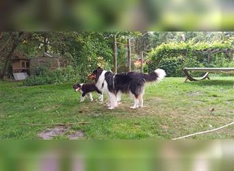 Familienfreundliche amerikanische Collies