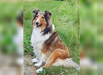 Familienfreundliche amerikanische Collies