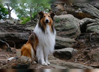 Familienfreundliche amerikanische Collies