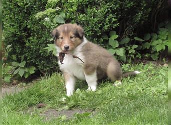 Familienfreundliche Colliewelpen