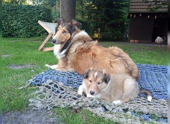 Familienfreundliche Colliewelpen