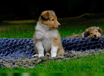 Familienfreundliche Colliewelpen