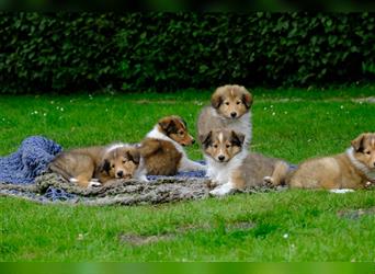 Familienfreundliche Colliewelpen