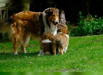 Familienfreundliche Colliewelpen