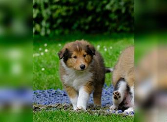 Familienfreundliche Colliewelpen