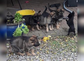 Zwei underschöne, lebensfrohe Schäferhundwelpen  Hündinnen mit geradem Rücken suchen ein zu Hause !