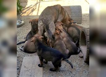 Wunderschöne, lebensfrohe Schäferhundwelpen mit geradem Rücken!