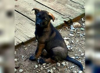 Zwei underschöne, lebensfrohe Schäferhundwelpen  Hündinnen mit geradem Rücken suchen ein zu Hause !